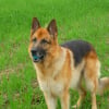 Photo de Junior