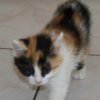 Photo de Kitty