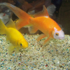 Photo de Nemo