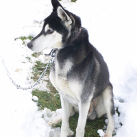 Photo de profil de Sultan