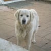 Photo de Lucky, Golden Retriever