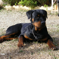 Photo de profil de Arés