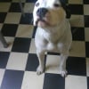Photo de Domino