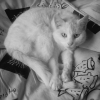 Photo de Pupuce