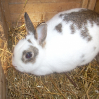 Photo de profil de Pinepine