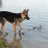 Photo de Diabolo, Berger Allemand