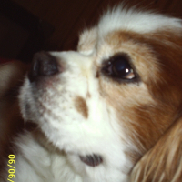 Photo de profil de Rouky