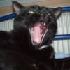 Photo de Pitou
