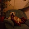 Photo de Chelby