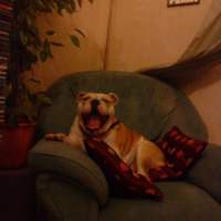 Photo de profil de Chelby