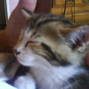 Photo de Minette