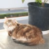 Photo de Myrtille, Norvégien