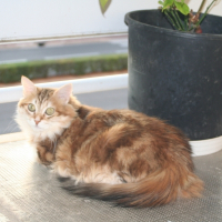 Photo de profil de Myrtille