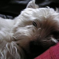 Photo de profil de Orphée