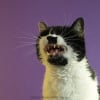 Photo de Filou