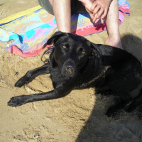 Photo de profil de Dixie