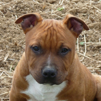 Photo de profil de Elboy