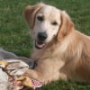 Photo de Chelsea, Golden Retriever