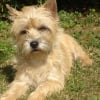 Photo de Yellow