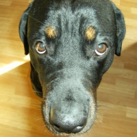 Photo de profil de Briska