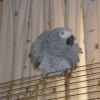 Photo de Coco