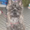 Photo de Cannelle
