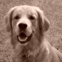 Photo de profil de Cookie