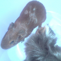 Photo de profil de Basil et filibert