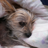 Photo de profil de Punkinette