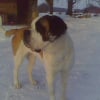 Photo de Rockette, Saint-Bernard