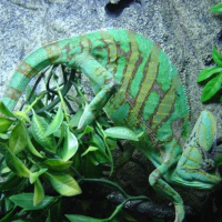 Photo de profil de Camé