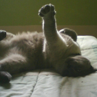 Photo de profil de Scotchy