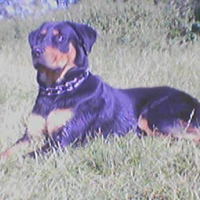 Photo de profil de Oxmo