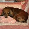 Photo de Shana