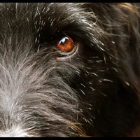 Photo de profil de Mazarin