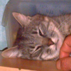 Photo de Misty