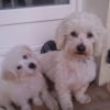 Photo de Cachou et eliot