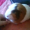 Photo de Schoumi, Cochon d’Inde