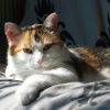 Photo de Chataigne