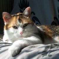 Photo de profil de Chataigne