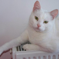 Photo de profil de Dollard