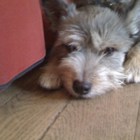 Photo de profil de Pitchounette