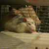 Photo de Lorwyn