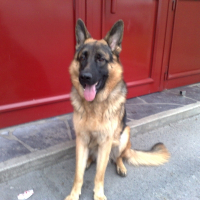 Photo de profil de Domino