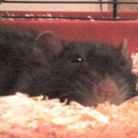Photo de profil de Bacca-rat