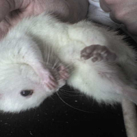 Photo de profil de Ginger