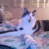 Photo de Nala