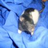 Photo de Purky