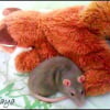 Photo de Mushika