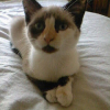 Photo de Grisette